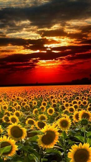 Nature Sunflower Field Landscape iPhone 6s Plus Wallpaper And