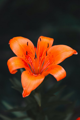 A Close Up Of An Orange Flower With Black Background Photo