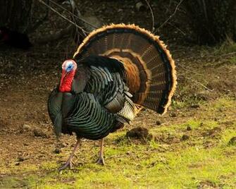 Wild Turkeys Strutting Wallpaper