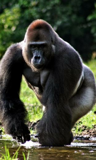 Gorilla HD Live Wallpaper For Android