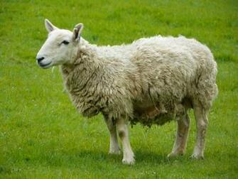 Sheep Wallpaper Image Photos Pictures Background