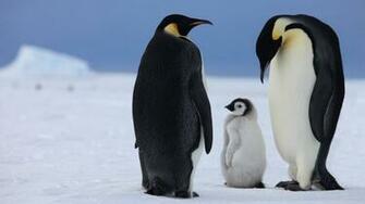 Family Members Of The Penguins Wallpaper
