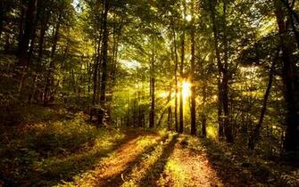 Beautiful Forest HD Wallpaper Photosjunction