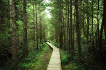 Footbridge Into Vancouver Island Popular Wall Mural Photowall