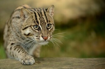 Wild Other Cats Wallpaper