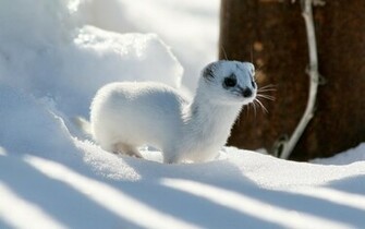 Ferrets Wallpaper Fun Animals Wiki Videos Pictures Stories