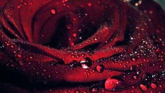 Water Drops On Red Rose Wallpaper