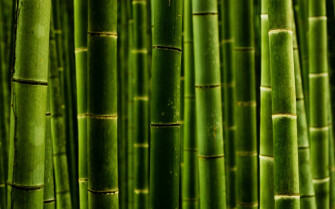 Bamboo HD Wallpaper