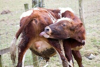 Cow Funny