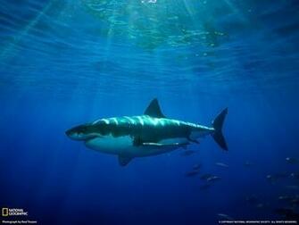 Great White Wallpaper