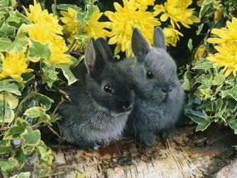 Animale Poze Imagini Wallpaper Aprilie