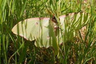 Luna Moth Ecosia