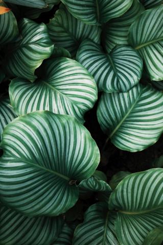 Green And White Leafed Plants Photo Plant Image