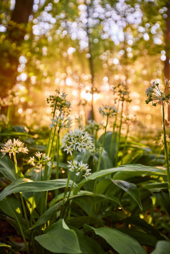Wild Garlic What Is
