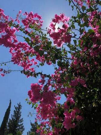 Kinneret Israel Pictures Image