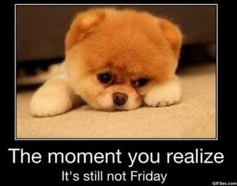 Funny Friday Quotes Desktop Wallpaper Hivewallpaper