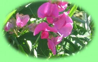 Fr Wallpaper Sweet Pea Delight Html
