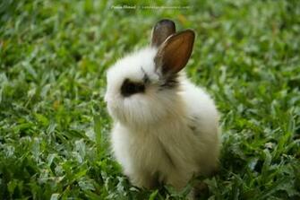 Bunny Rabbits Photo