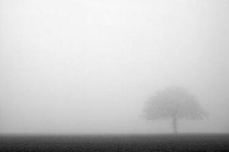 Tami Holman Fog Wallpaper HD