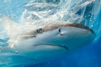 Go Back Gallery For Marine Biology Background