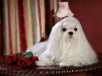 Maltese Dogs Wallpaper