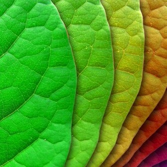 Green Leaves Wallpaper