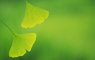 The Wallpaper Includes Two Green Leaves And Background Both Good
