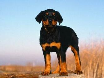 Rottweiler Puppy Puppies Wallpaper