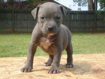 Pitbull Puppies Funny Pet Wallpaper Cute
