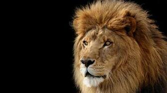 Pics Photos Lion Head Wallpaper