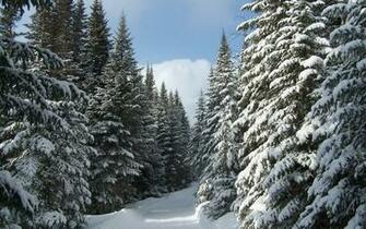 Winter Pine Trees Wallpaper