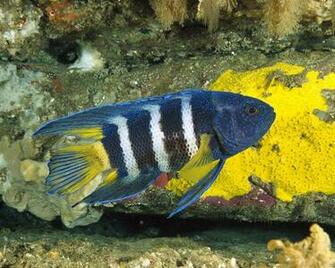 Hawaii Underwater Photography