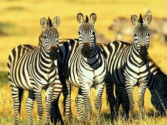 Zebra Wallpaper Computer Beautiful Desktop