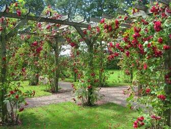 Backyard Gardens Wallpaper Top
