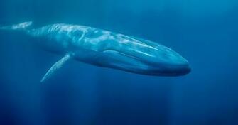Blue Whale Desktop Full HD Pictures Wallpaper