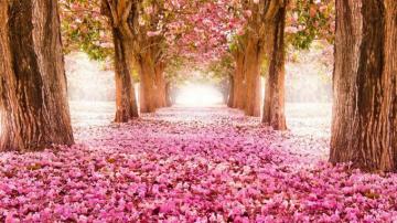 Pc Wallpaper Spring Cute