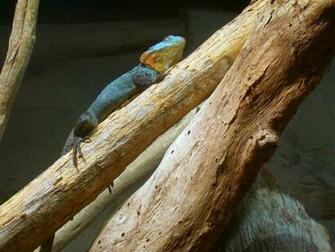 Bearded Dragon Wallpaper