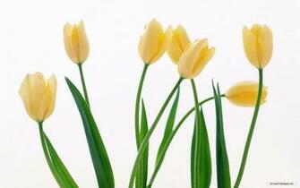 Wallpaper Flower Tulip
