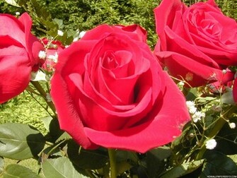 Beautiful Roses Wallpaper HD