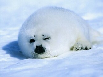 Baby Seal Wallpaper