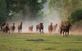 Horse Herd Wallpaper Animal