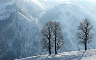 Trees Hoarfrost Descent Protection Silence Mountains Stock