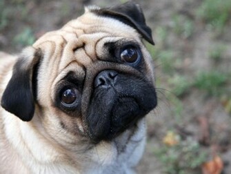 Cute Pug Wallpaper Stock Photos