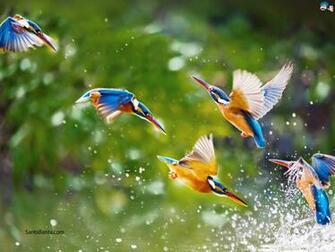 Full HD Wide Nature Wallpaper Image I Beautiful Photos