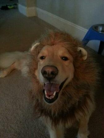 My Cousin S Golden Retriever Is Going As Lion For Halloween Pikdit