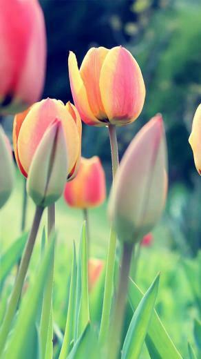 Easter Tulips Wallpaper iPhone