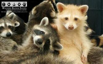 Raccoon Wallpaper
