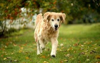 Wallpaper Dog Summer Retriever Desktop In