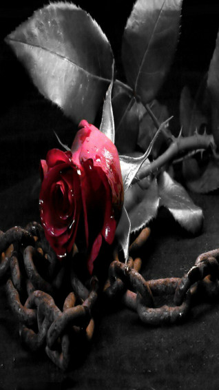Rose Wallpaper Red In Black And White iPhone 5s HD