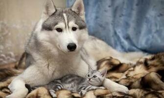 Dog Cat Kitten Lie Wallpaper